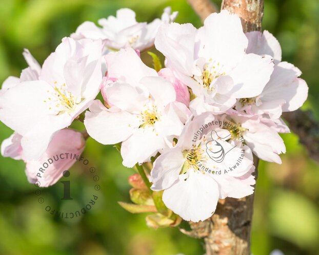 Prunus serrulata 'Amanogawa'