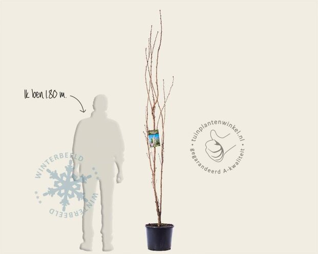 Prunus serrulata 'Amanogawa'