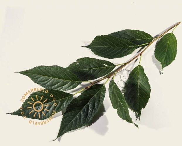 Prunus serrulata 'Amanogawa'