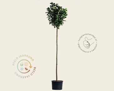 Prunus laurocerasus 'Etna' - op stam