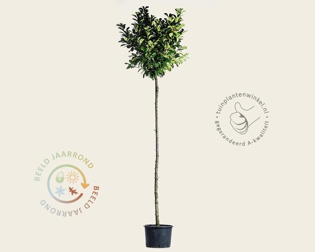 Prunus laurocerasus 'Etna' - op stam