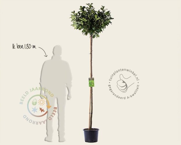 Prunus laurocerasus 'Etna' - op stam