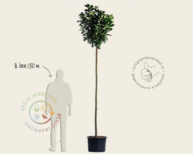 Prunus laurocerasus 'Etna' - op stam