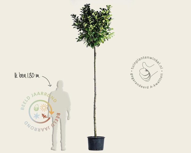 Prunus laurocerasus 'Etna' - op stam