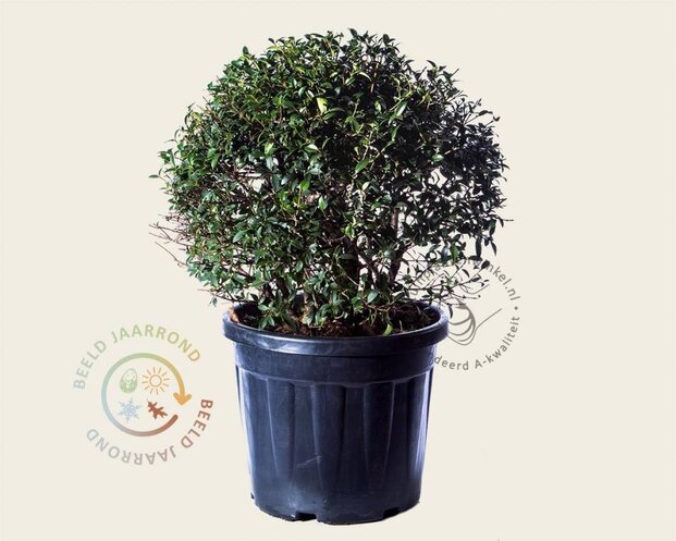Osmanthus x burkwoodii - bolvorm