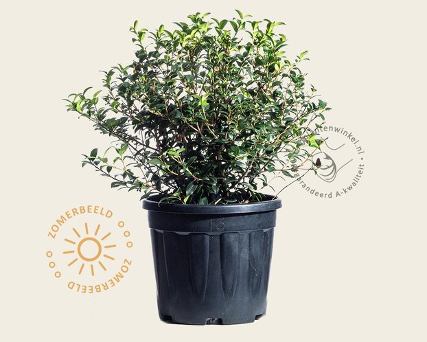 Osmanthus x burkwoodii - bolvorm