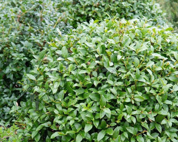 Osmanthus x burkwoodii - bolvorm