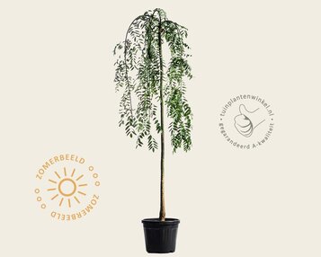 Sophora Japonica 'Pendula' image