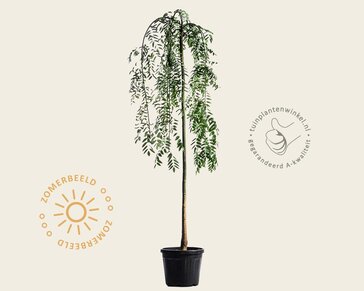 Sophora Japonica 'Pendula'