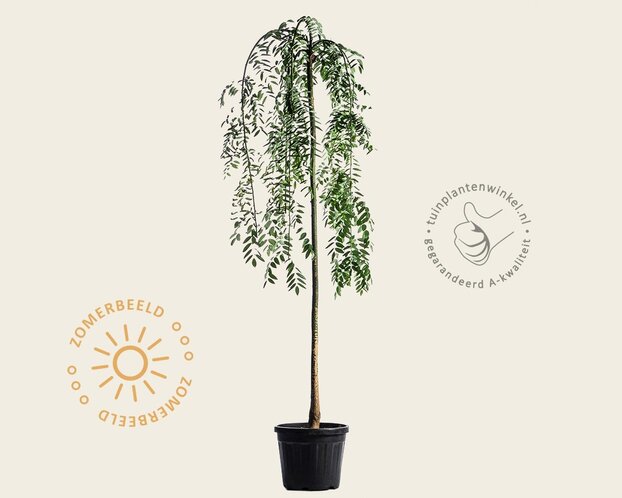 Sophora Japonica 'Pendula'