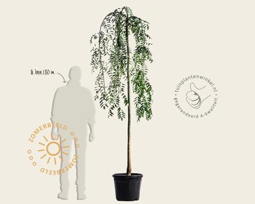 Sophora Japonica 'Pendula'