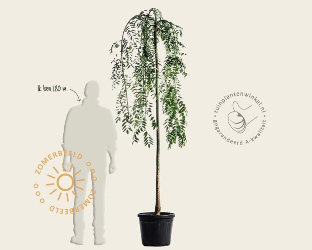 Sophora Japonica 'Pendula'