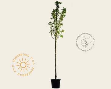 Pyrus communis 'Conference' - oude hoogstam