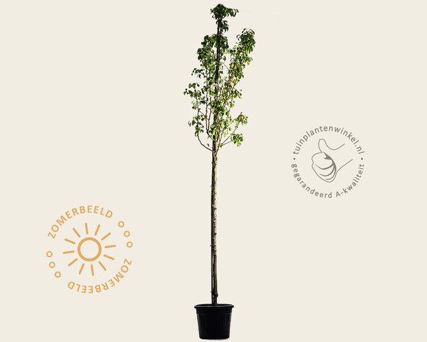 Pyrus communis 'Conference' - oude hoogstam