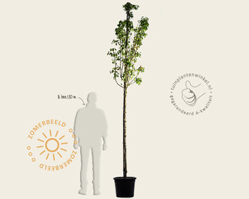 Pyrus communis 'Conference' - oude hoogstam