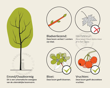 Pyrus communis 'Conference' - oude hoogstam