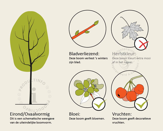 Pyrus communis 'Conference' - oude hoogstam