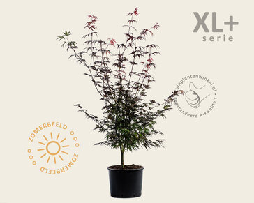 Acer palmatum 'Atropurpureum' - XL+