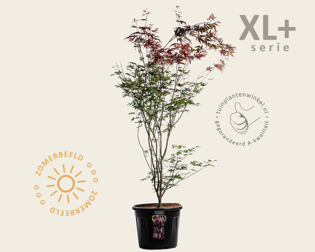 Acer palmatum 'Atropurpureum' - XL+
