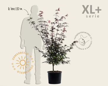 Acer palmatum 'Atropurpureum' - XL+