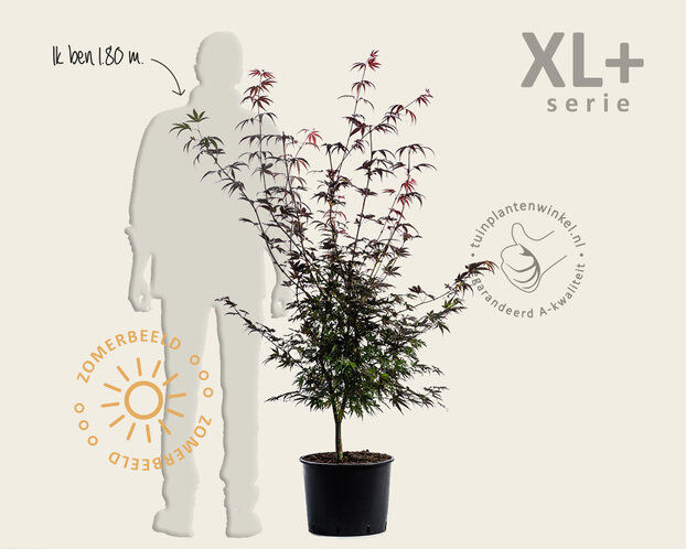 Acer palmatum 'Atropurpureum' - XL+