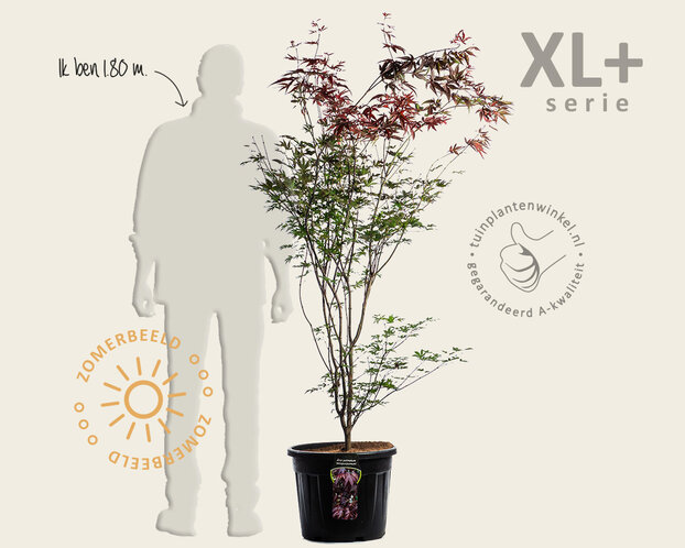 Acer palmatum 'Atropurpureum' - XL+