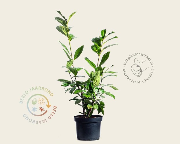 Prunus laurocerasus 'Novita' - in pot