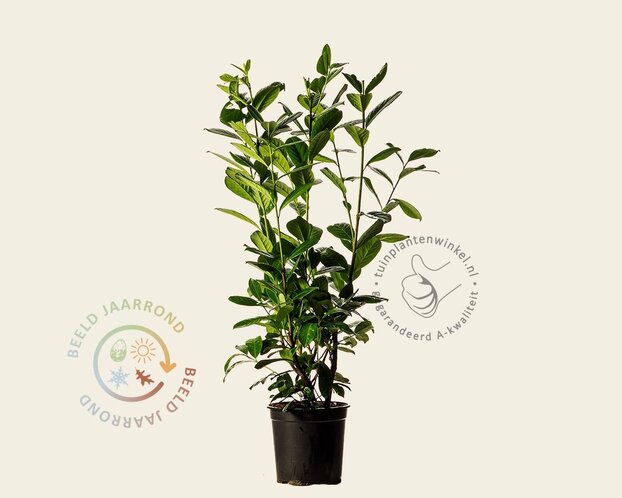 Prunus laurocerasus 'Novita' - in pot