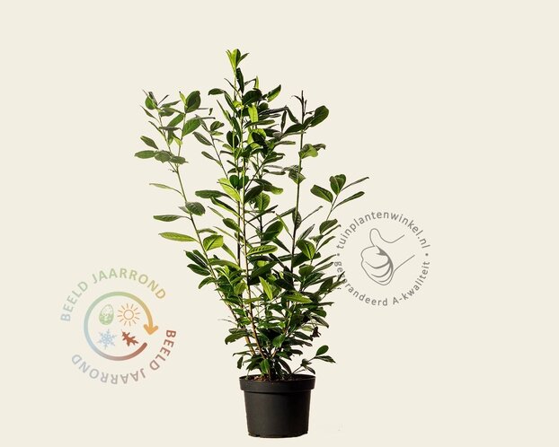 Prunus laurocerasus 'Novita' - in pot