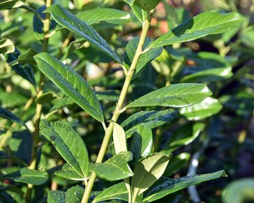 Prunus laurocerasus 'Novita' - in pot