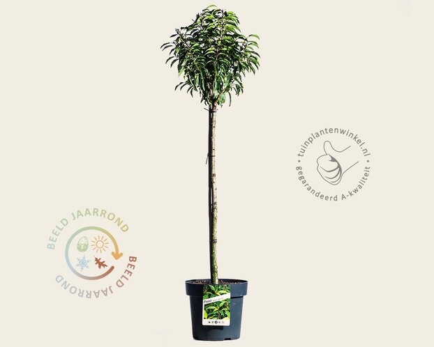 Prunus lusitanica 'Angustifolia' - 50 cm stam
