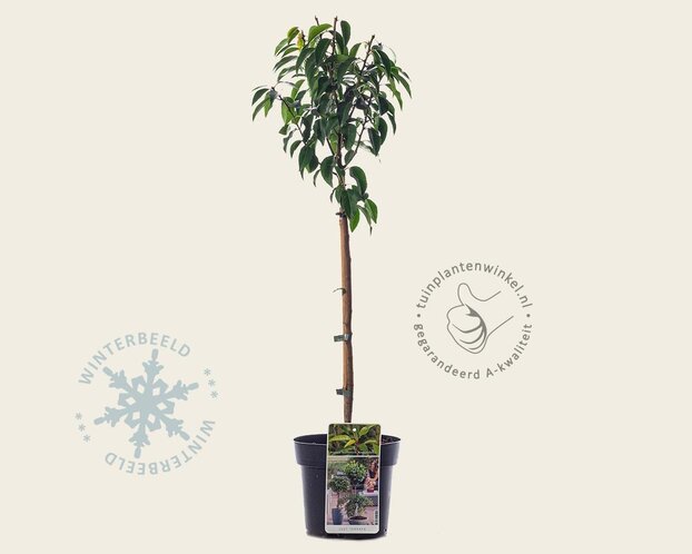 Prunus lusitanica 'Angustifolia' - 50 cm stam