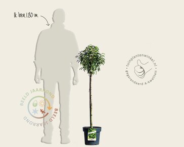 Prunus lusitanica 'Angustifolia' - 50 cm stam