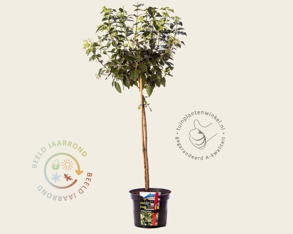 Viburnum tinus op stam kopen? | Sneeuwbal | 50 cm | Tuinplantenwinkel.nl
