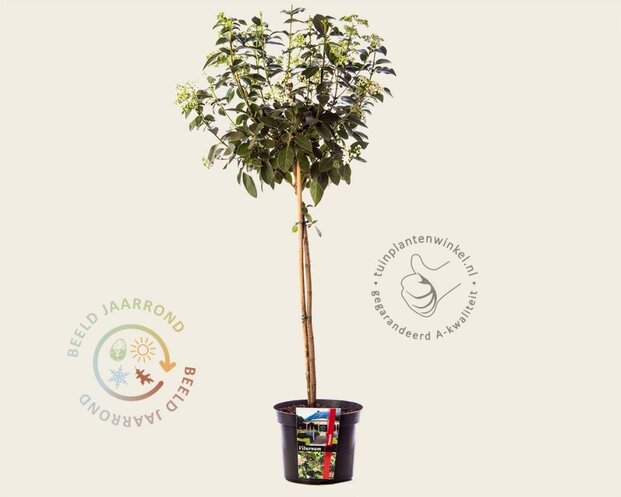 Viburnum tinus - 50 cm stam