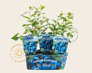 Vaccinium corymbosum 'Longseason Mix' - set 3 stuks