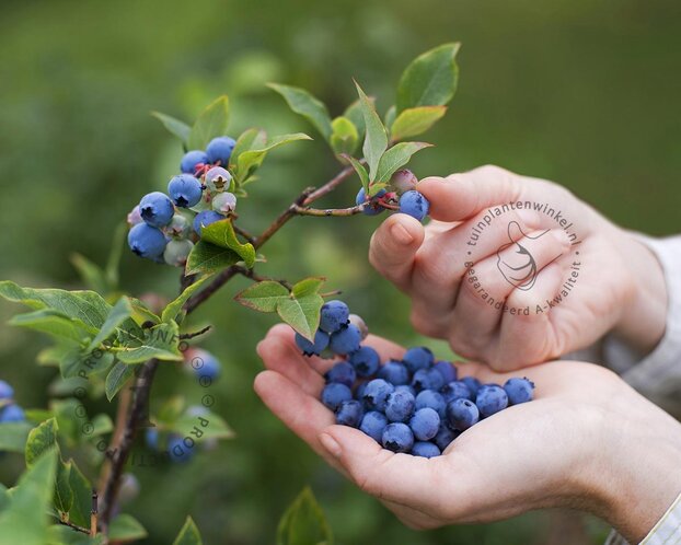 Vaccinium corymbosum 'Longseason Mix' - set 3 stuks