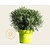 Rhododendron Azalea 'StarStyle White'