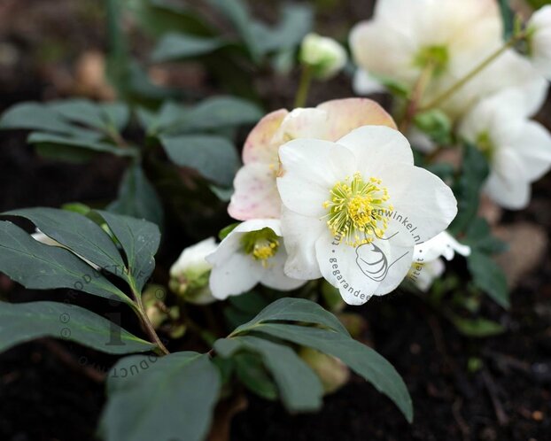 Helleborus niger 'Christmas Carol'