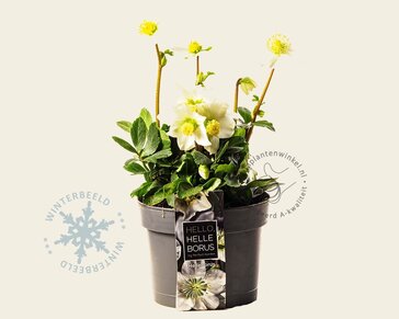 Helleborus niger 'Christmas Carol'