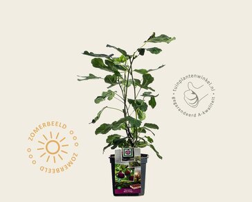 Ficus carica 'Brown Turkey'