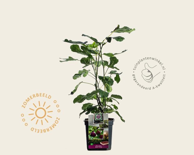 Ficus carica 'Brown Turkey'