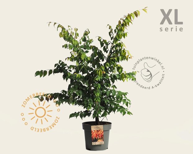 Zelkova serrata - XL