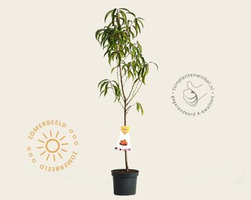 Prunus nucipersica 'Flateryna' - laagstam