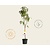 Prunus nucipersica 'Flateryna' - laagstam