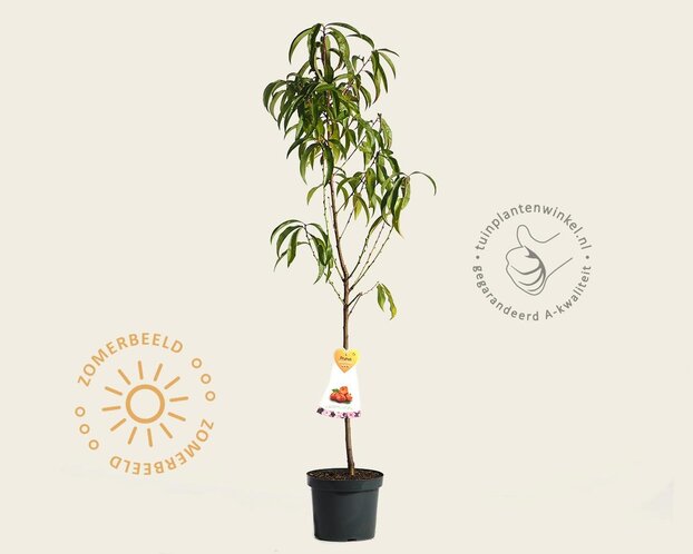 Prunus nucipersica 'Flateryna' - laagstam