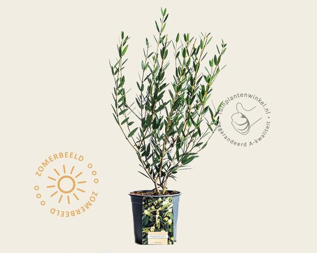 Phillyrea angustifolia