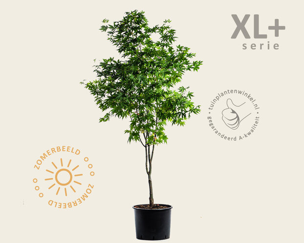 Acer palmatum 'Osakazuki' - XL+