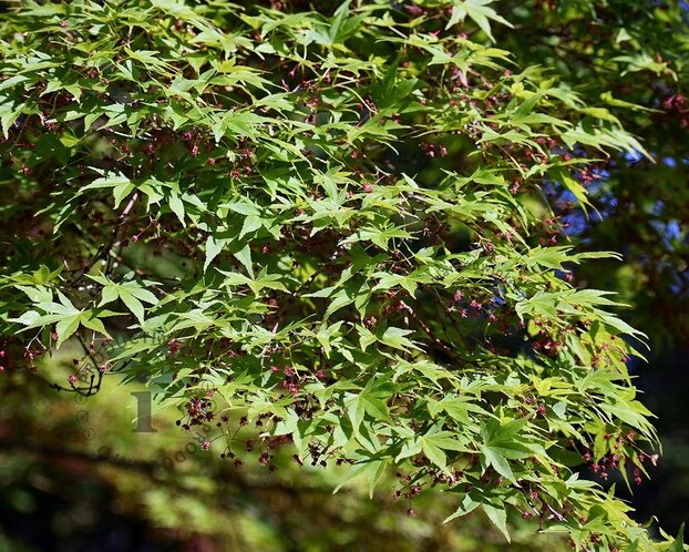 Acer palmatum 'Osakazuki' - XL+