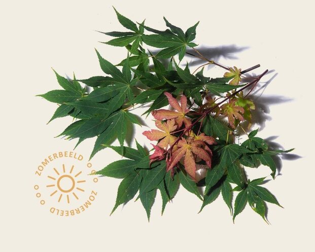 Acer palmatum 'Osakazuki' - XL+
